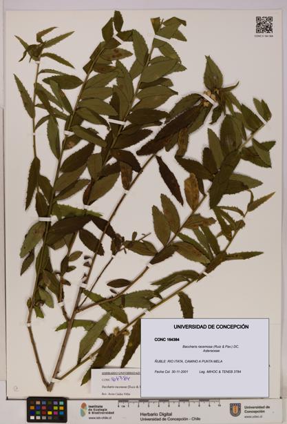 Baccharis racemosa [Espécimen: UDEC:CONC:0164384]