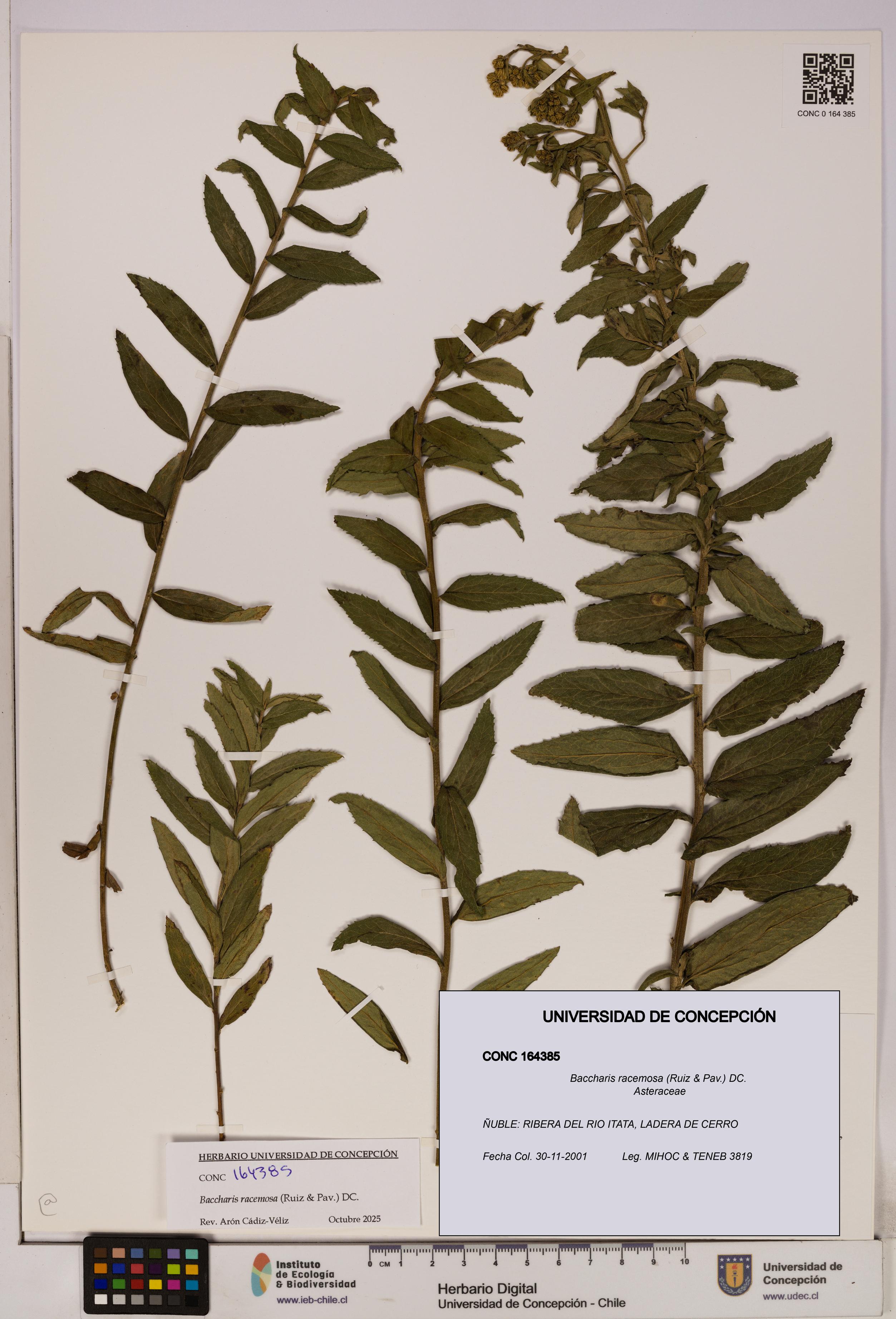 Baccharis racemosa [Espécimen: UDEC:CONC:0164385]
