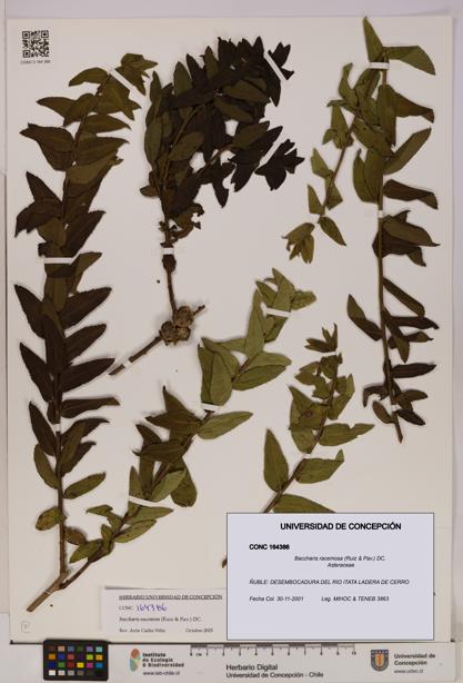 Baccharis racemosa [Espécimen: UDEC:CONC:0164386]