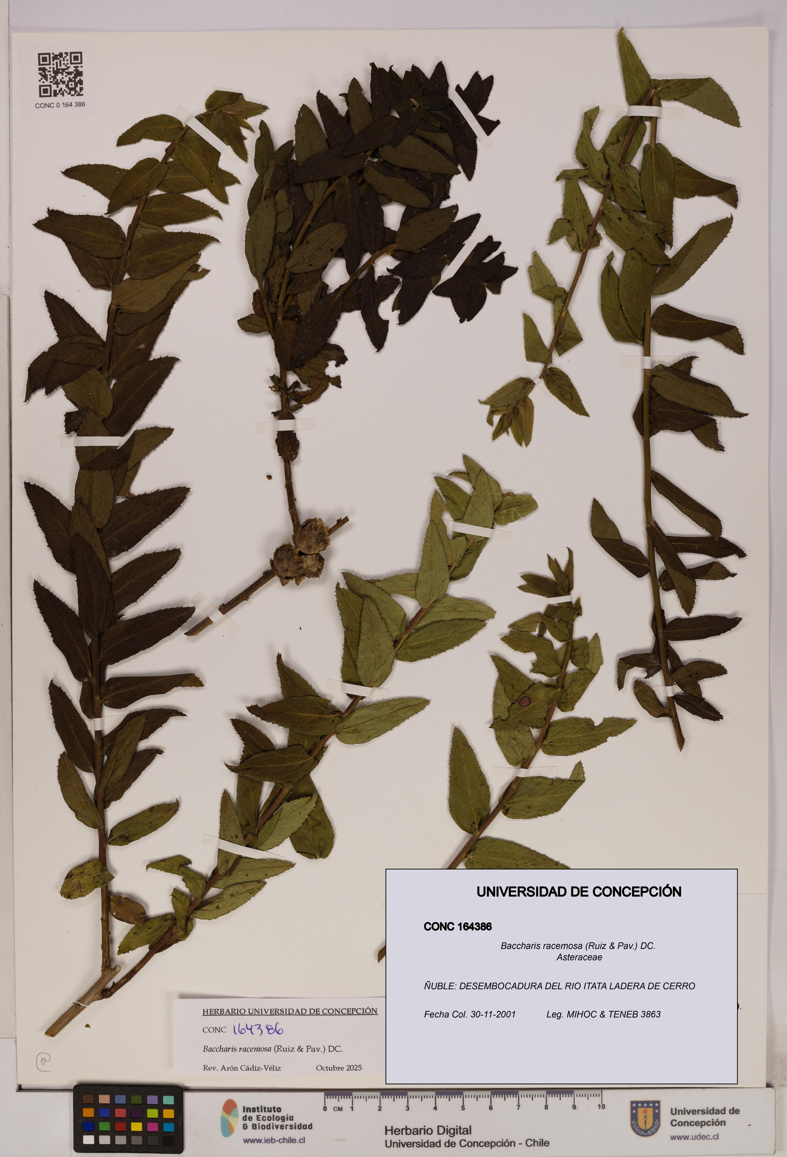 Baccharis racemosa [Espécimen: UDEC:CONC:0164386]