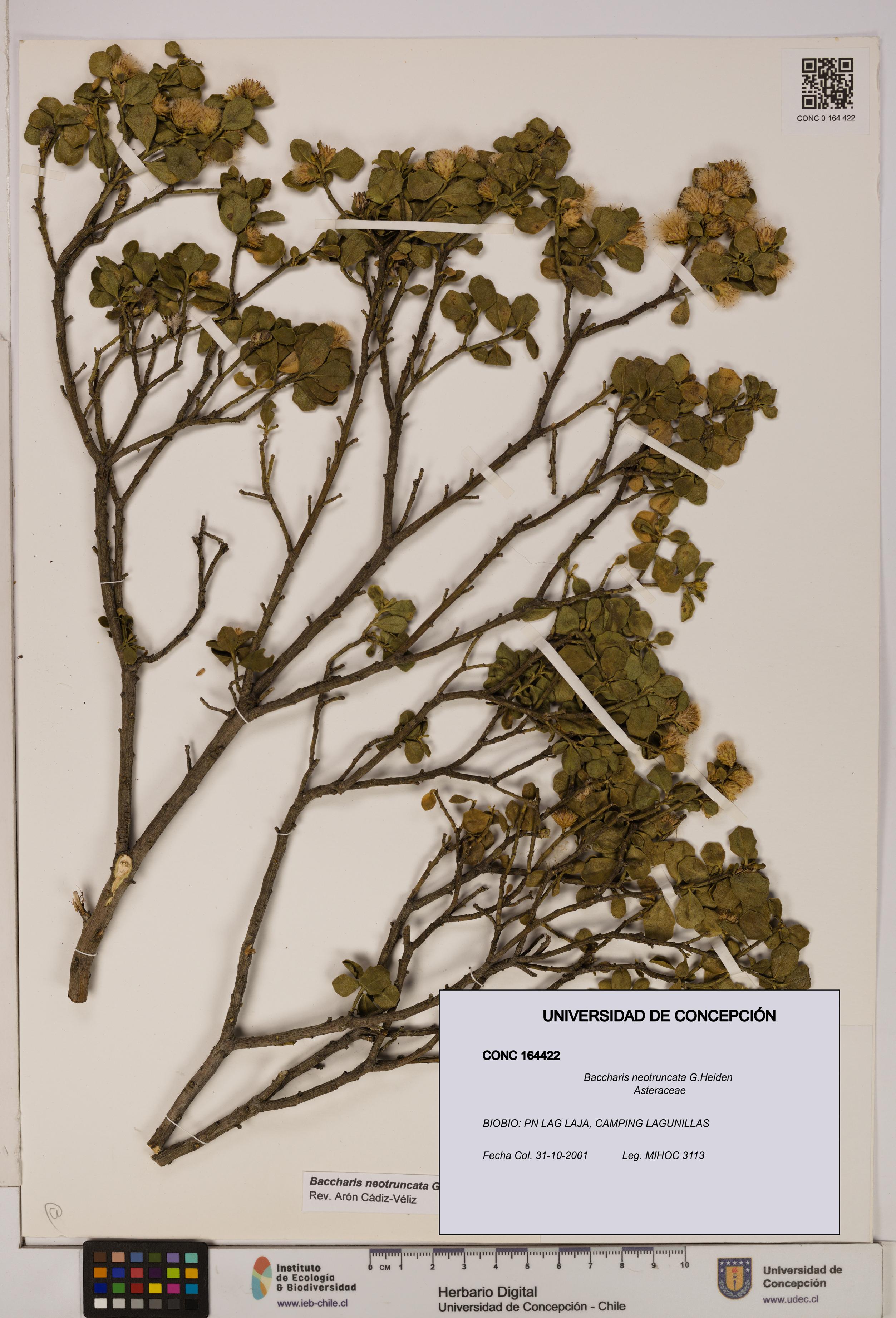 Baccharis neotruncata [Espécimen: UDEC:CONC:0164422]