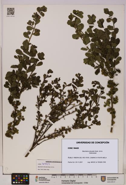 Baccharis obovata [Espécimen: UDEC:CONC:0164423]
