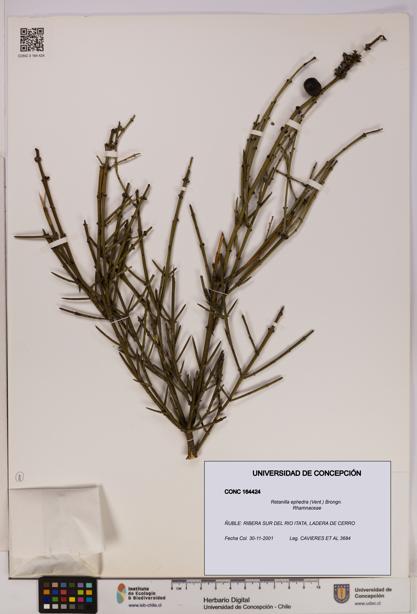 Retanilla ephedra [Espécimen: UDEC:CONC:0164424]