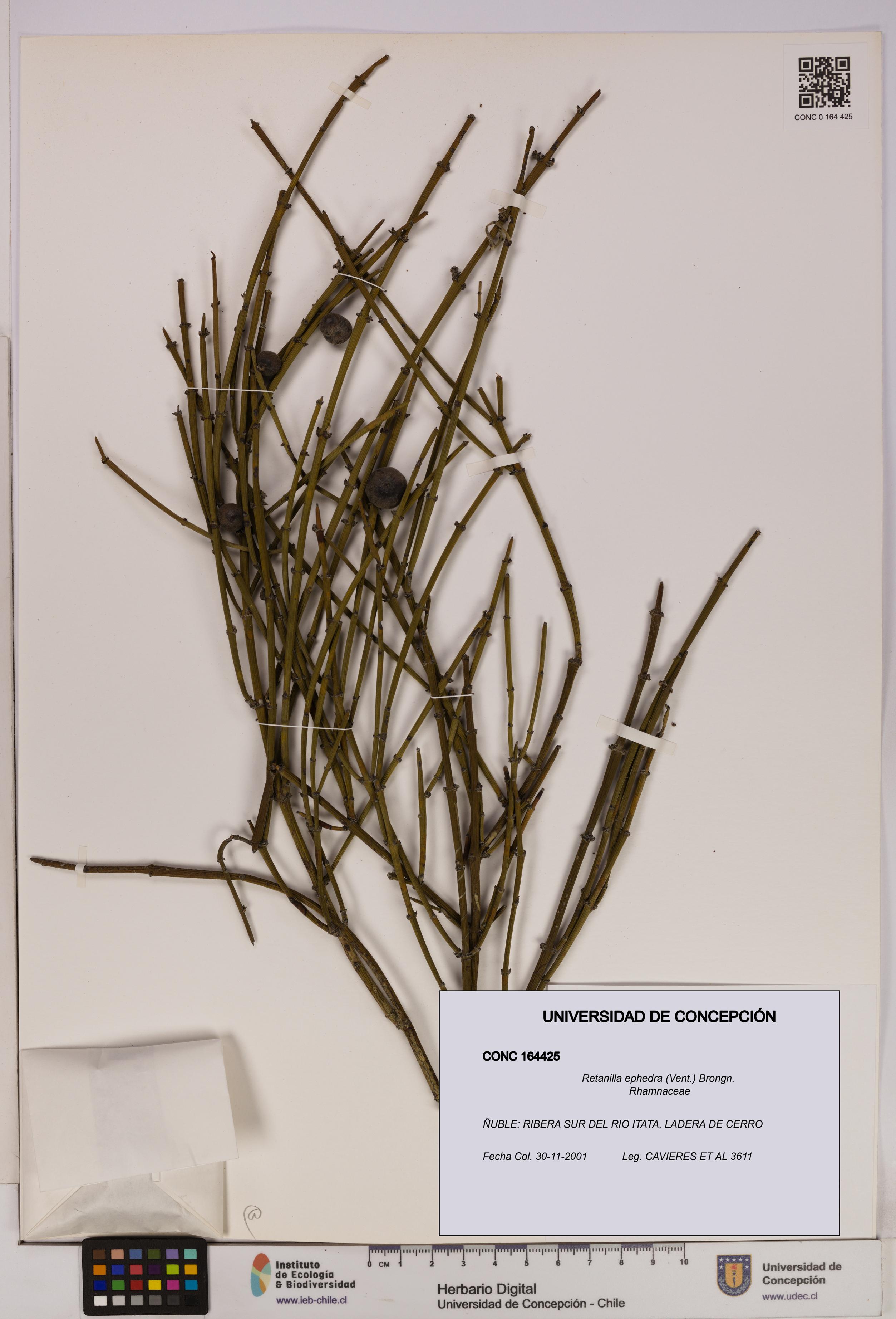 Retanilla ephedra [Espécimen: UDEC:CONC:0164425]