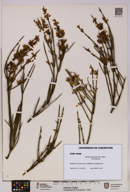 Discaria articulata [Espécimen: UDEC:CONC:0164426]