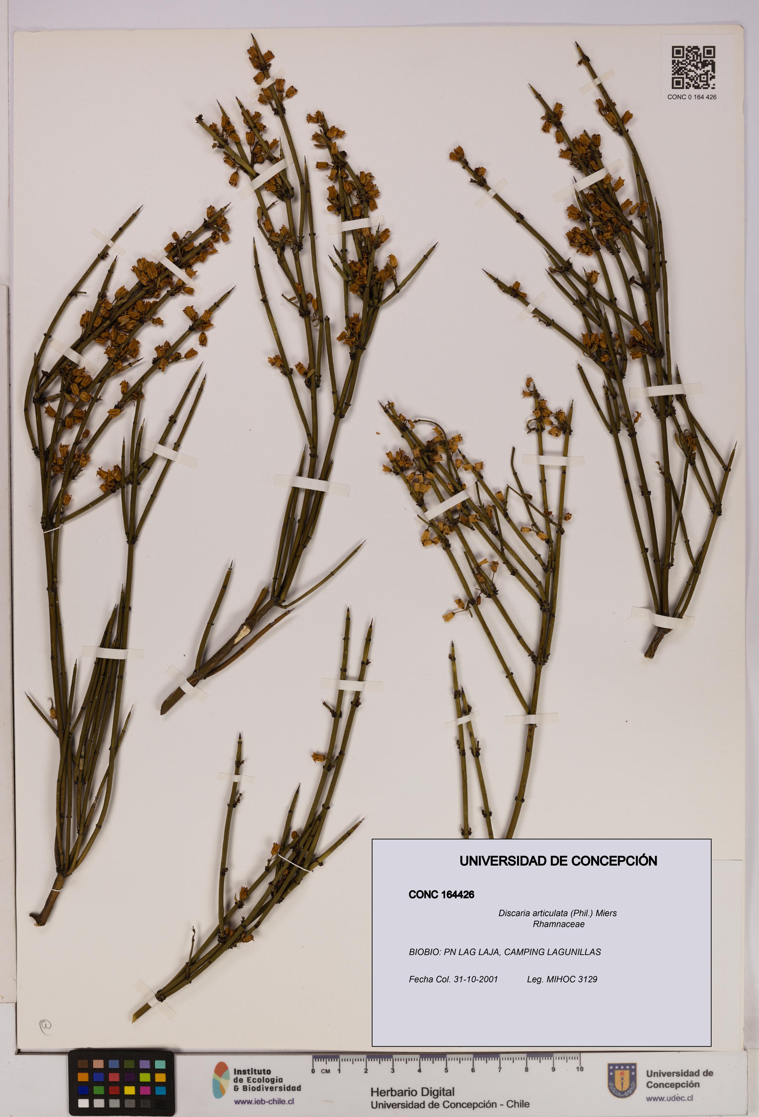 Discaria articulata [Espécimen: UDEC:CONC:0164426]