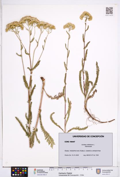 Achillea millefolium [Espécimen: ]