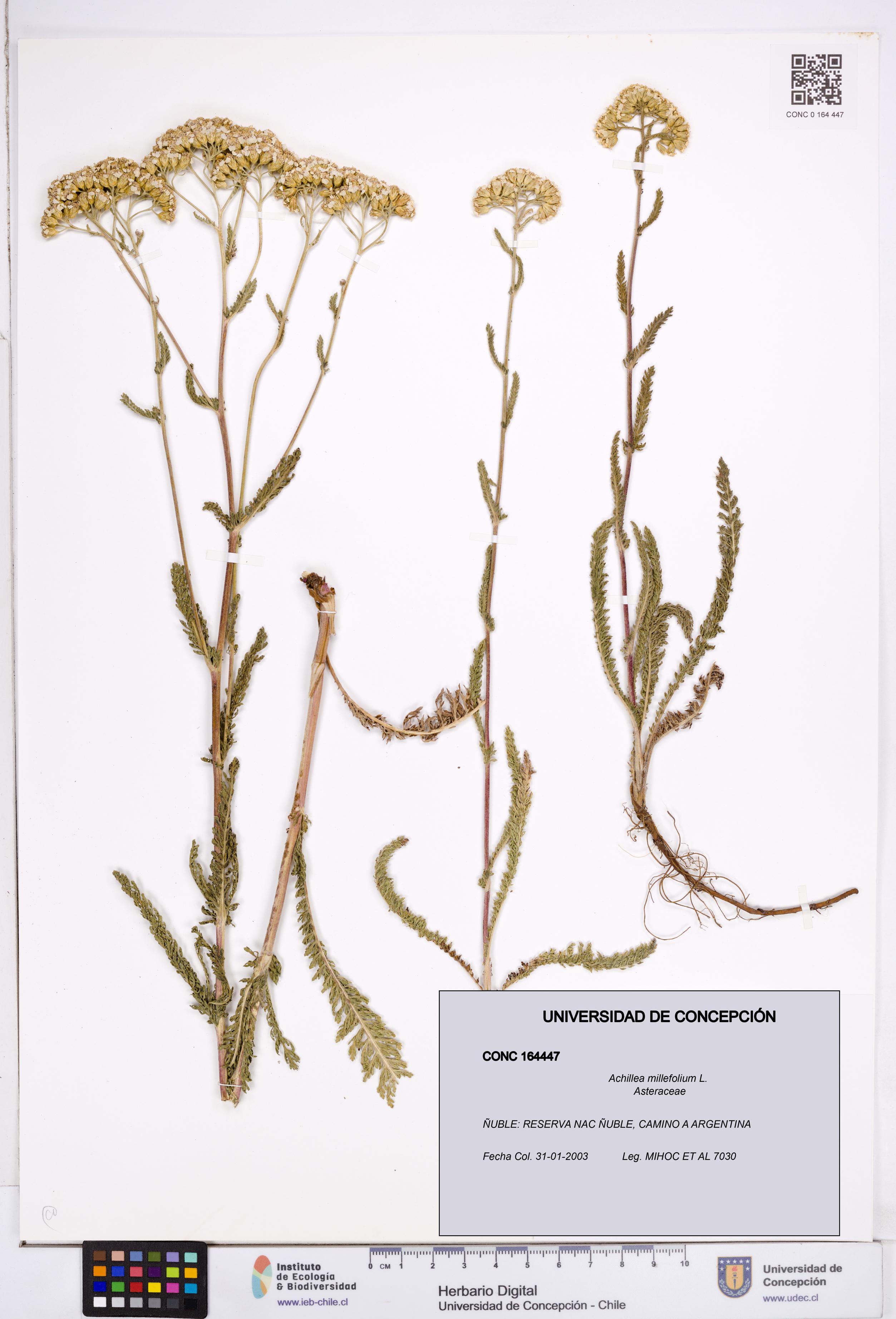 Achillea millefolium [Espécimen: ]