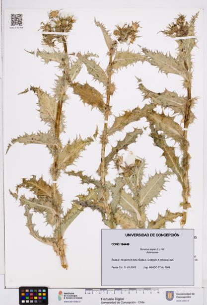 Sonchus asper [Espécimen: ]