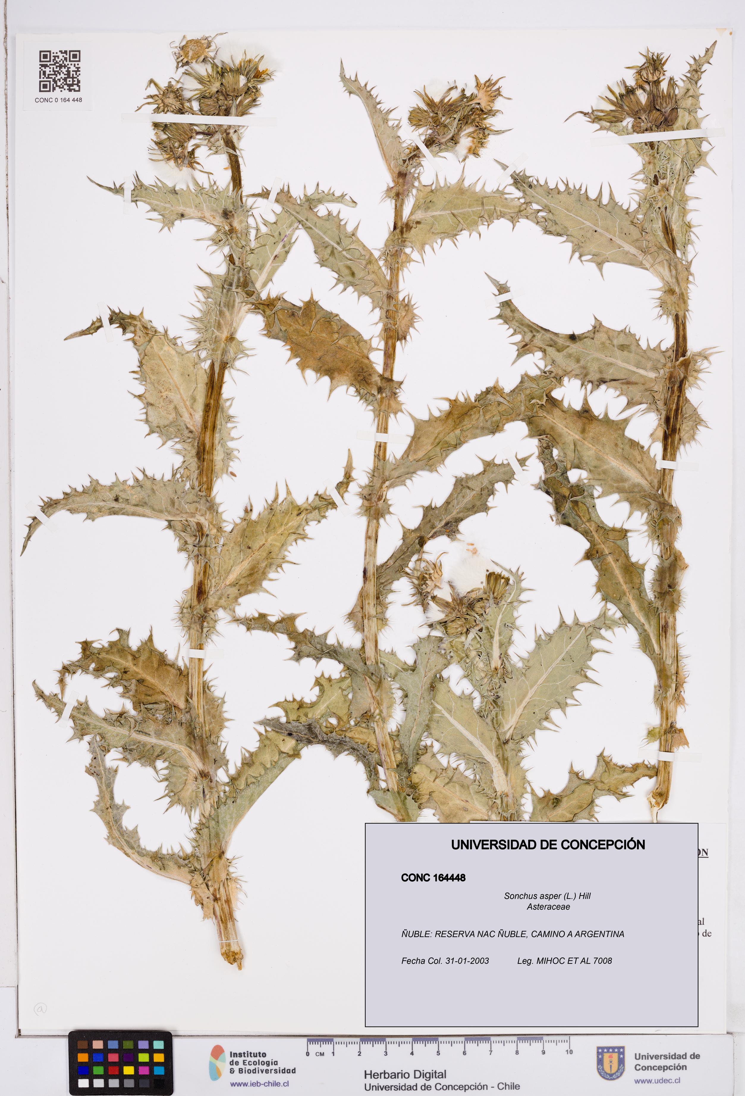 Sonchus asper [Espécimen: ]