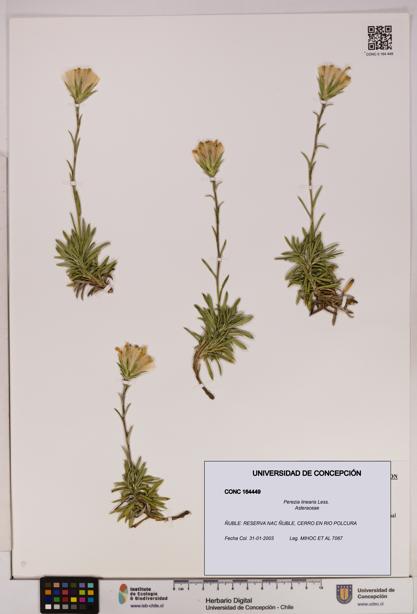 Perezia linearis [Espécimen: UDEC:CONC:0164449]