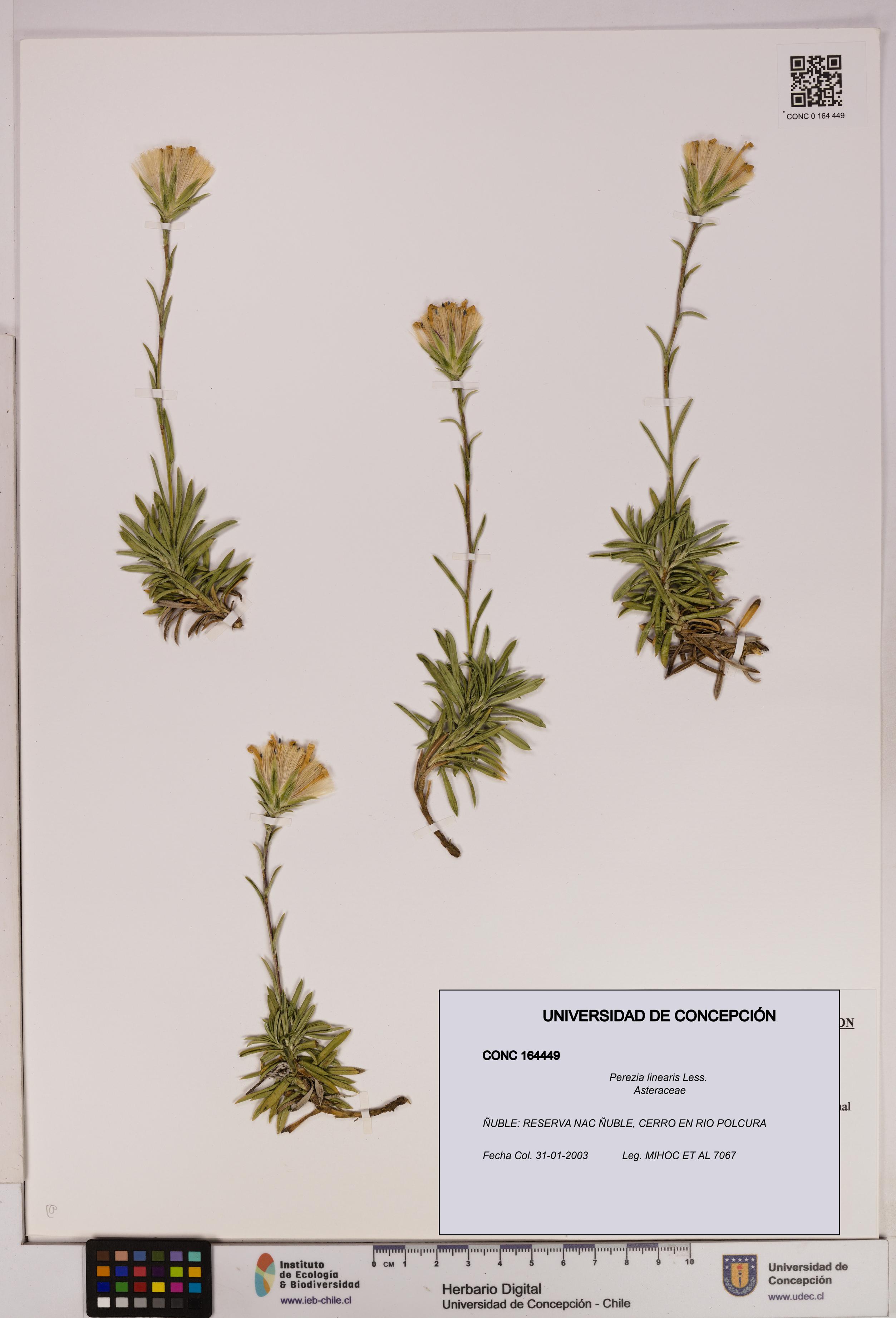 Perezia linearis [Espécimen: UDEC:CONC:0164449]