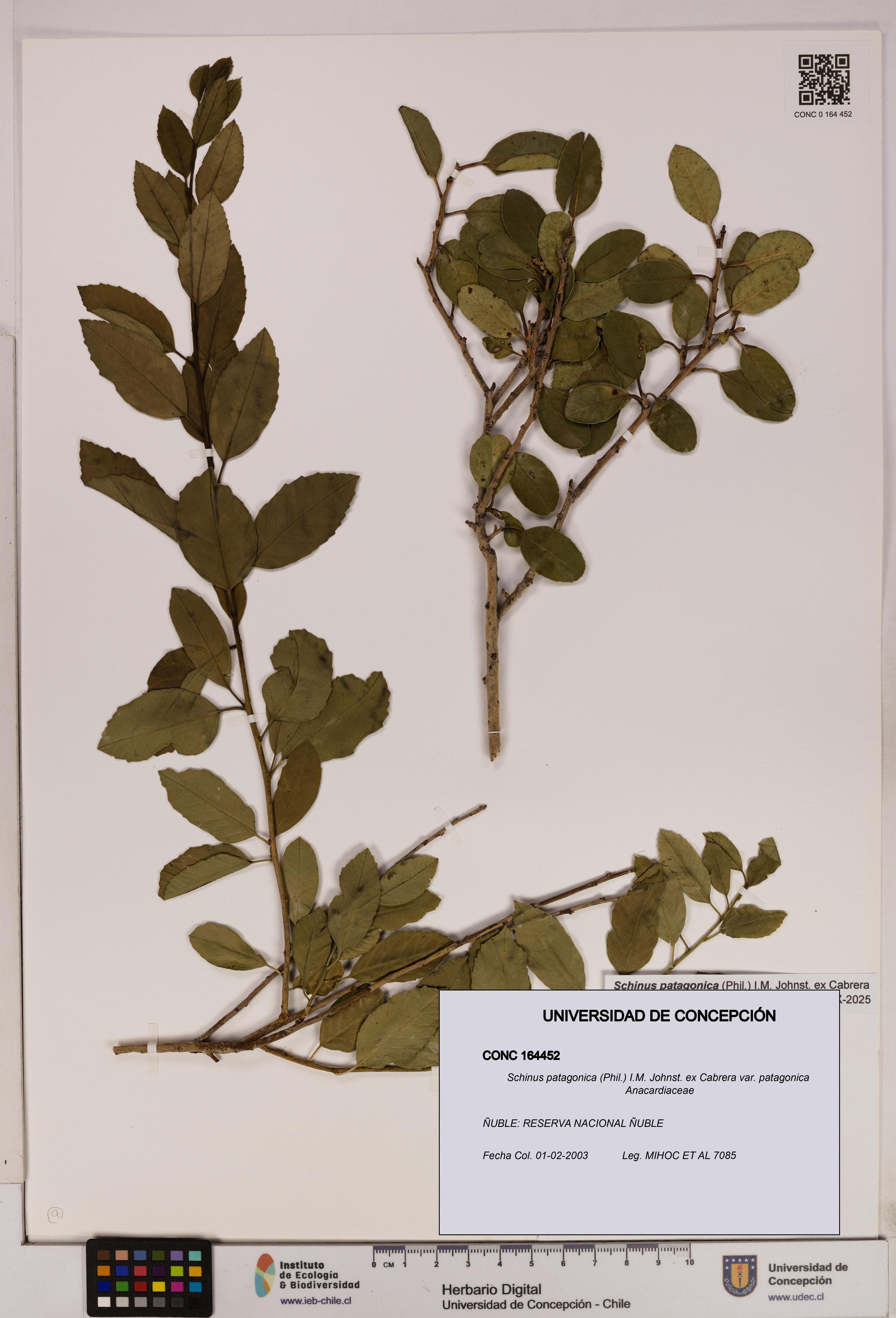 Schinus patagonica [Espécimen: UDEC:CONC:0164452]