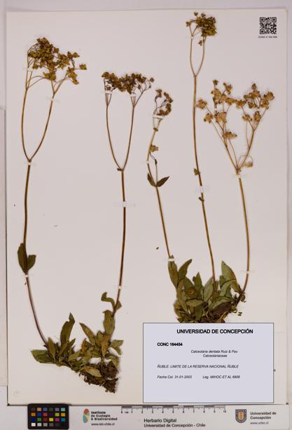 Calceolaria dentata [Espécimen: UDEC:CONC:0164454]