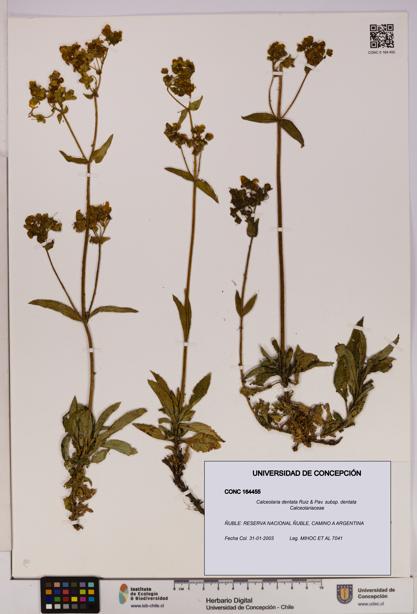 Calceolaria dentata subsp. dentata [Espécimen: UDEC:CONC:0164455]