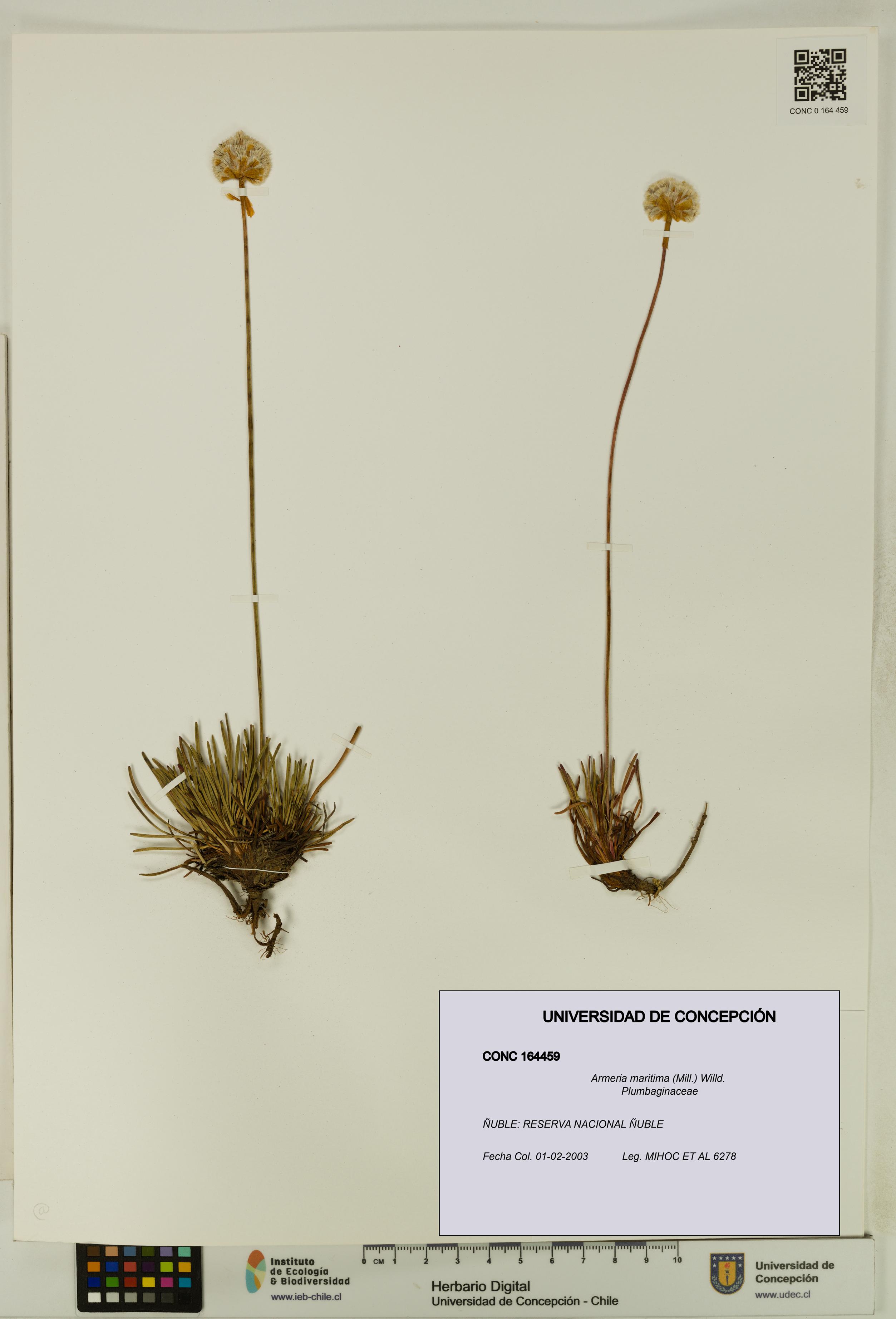 Armeria maritima [Espécimen: UDEC:CONC:0164459]