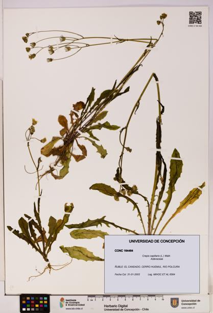 Crepis capillaris [Espécimen: UDEC:CONC:0164464]