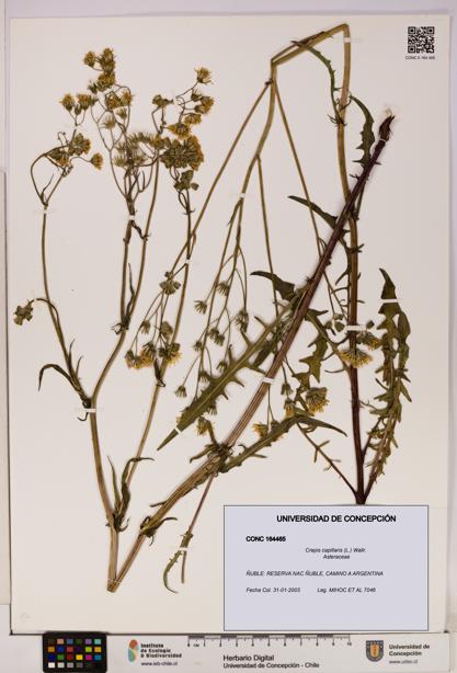 Crepis capillaris [Espécimen: UDEC:CONC:0164465]