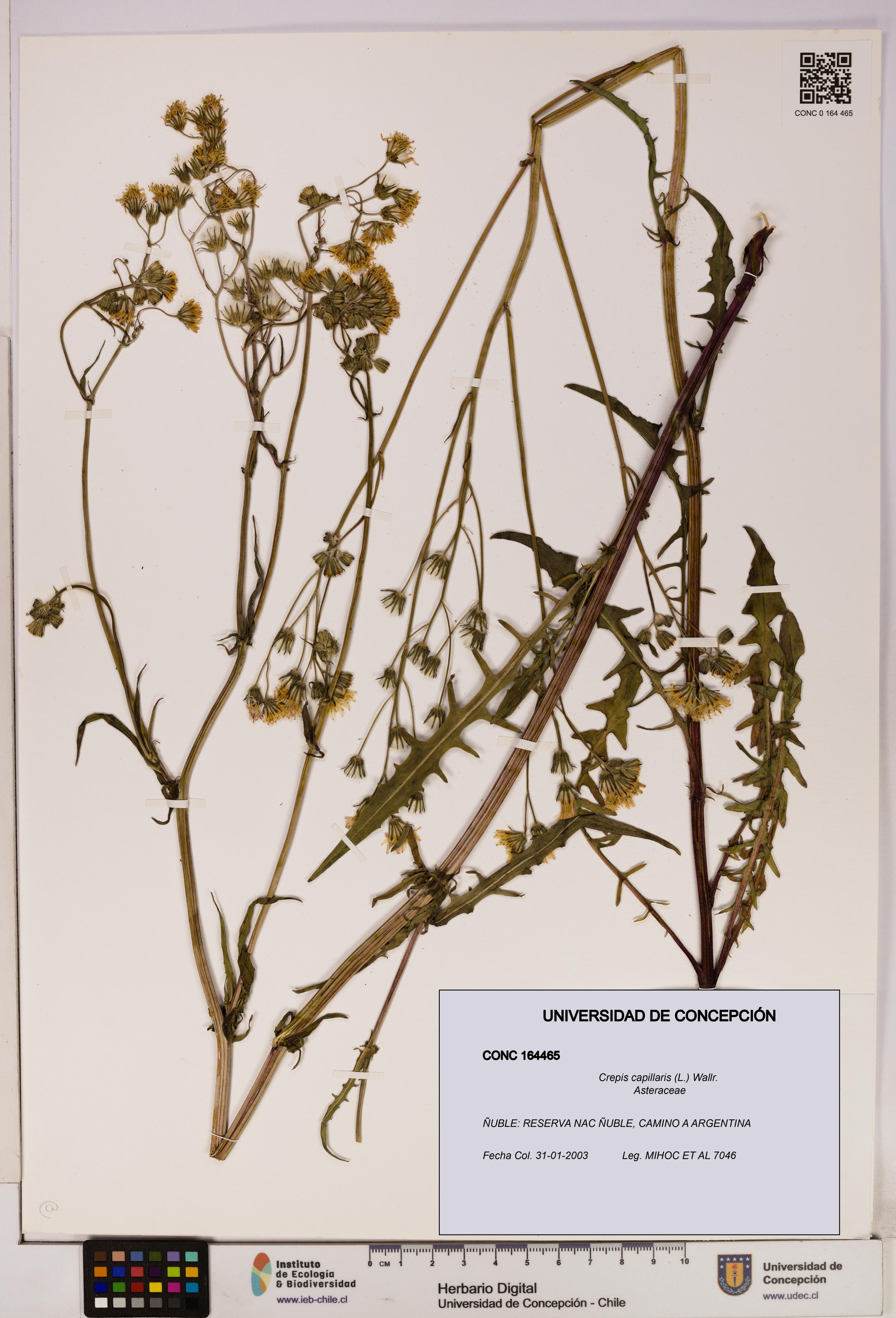 Crepis capillaris [Espécimen: UDEC:CONC:0164465]