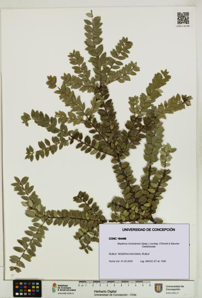 Maytenus chubutensis [Espécimen: UDEC:CONC:0164468]