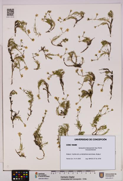 Spergularia depauperata [Espécimen: UDEC:CONC:0164480]