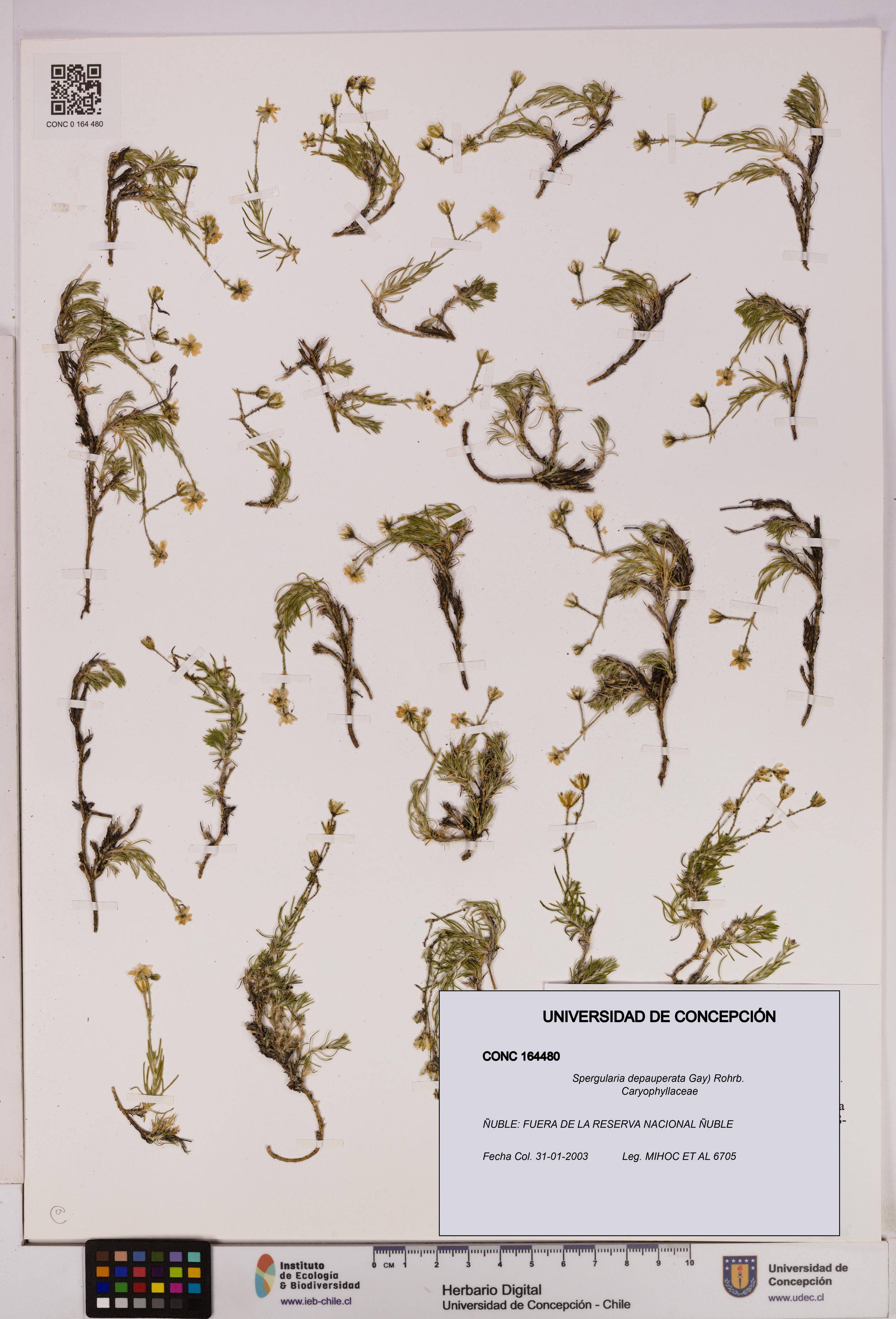 Spergularia depauperata [Espécimen: UDEC:CONC:0164480]