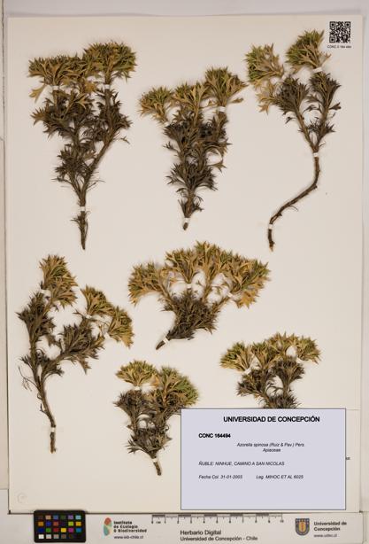 Azorella spinosa [Espécimen: ]