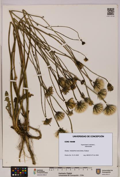Hypochaeris radicata [Espécimen: UDEC:CONC:0164496]