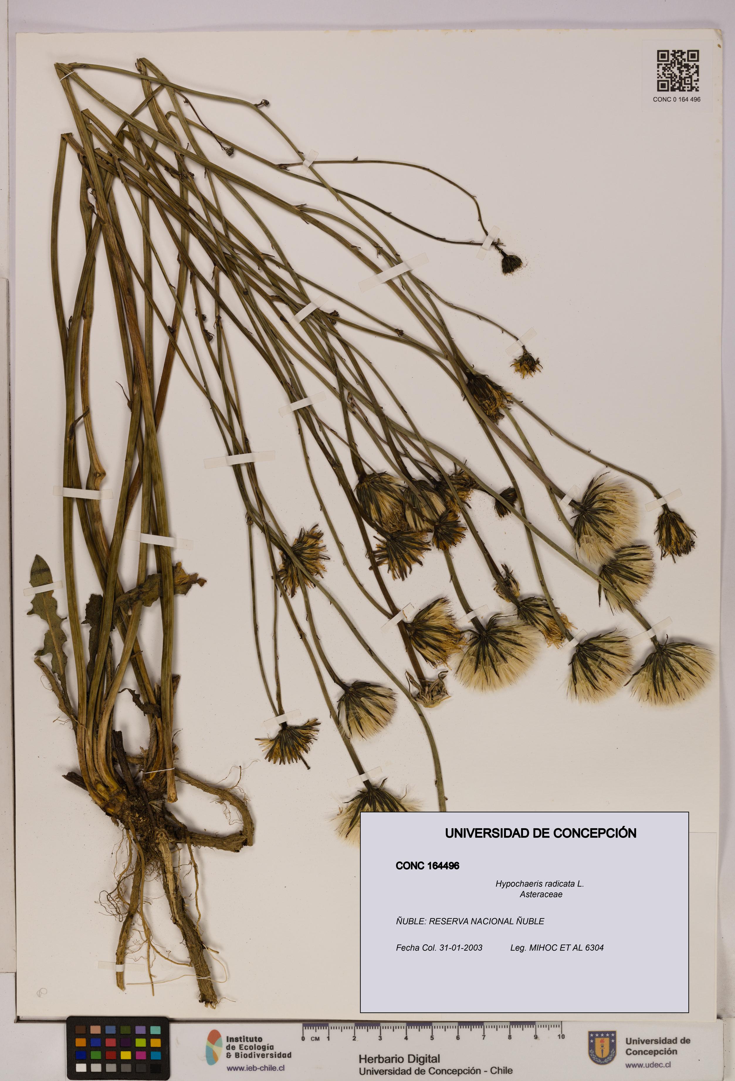 Hypochaeris radicata [Espécimen: UDEC:CONC:0164496]