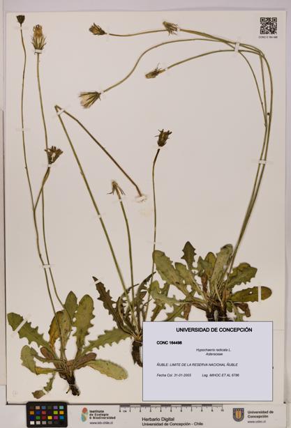 Hypochaeris radicata [Espécimen: UDEC:CONC:0164498]