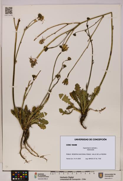 Hypochaeris radicata [Espécimen: UDEC:CONC:0164499]
