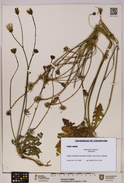 Hypochaeris radicata [Espécimen: UDEC:CONC:0164500]