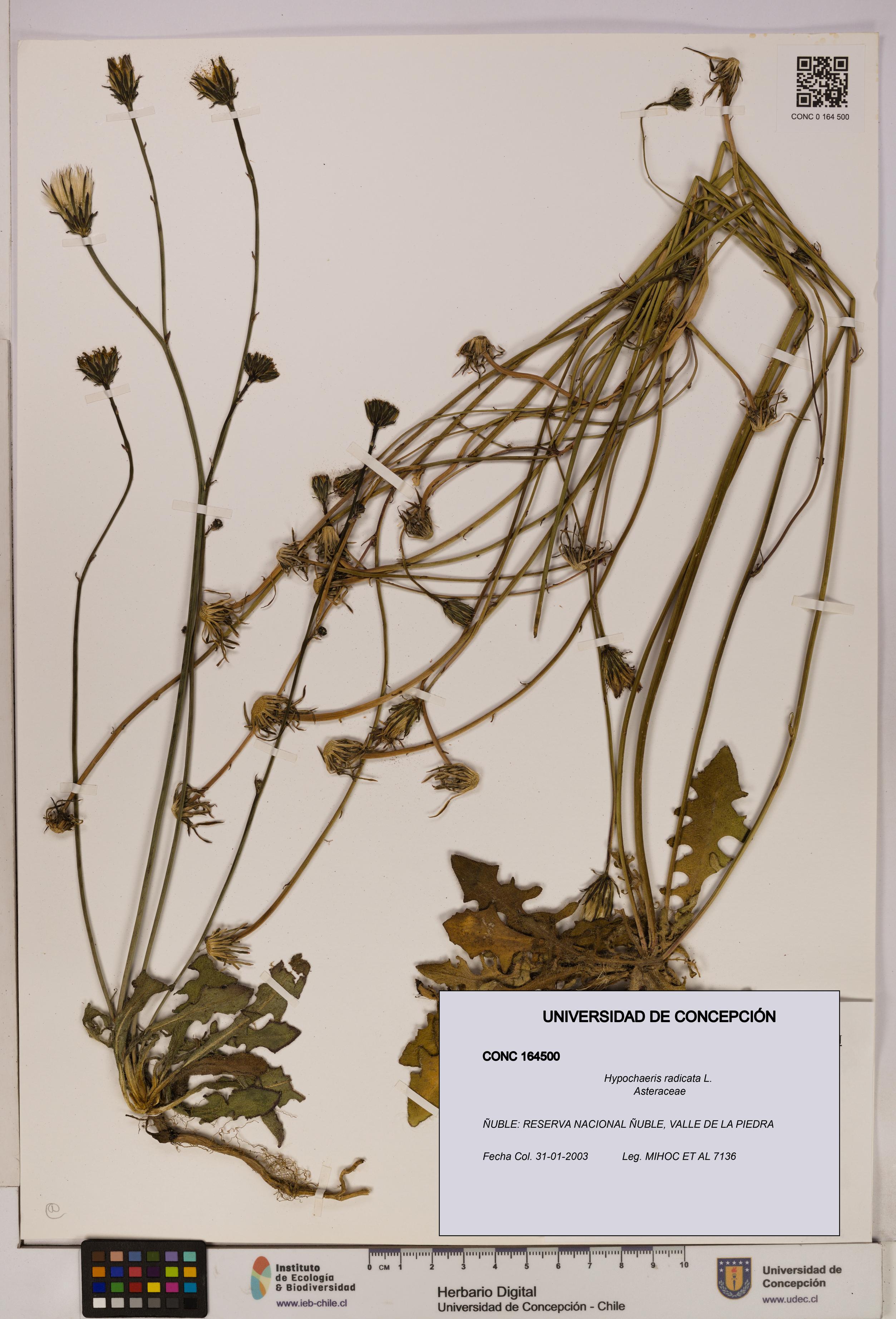 Hypochaeris radicata [Espécimen: UDEC:CONC:0164500]