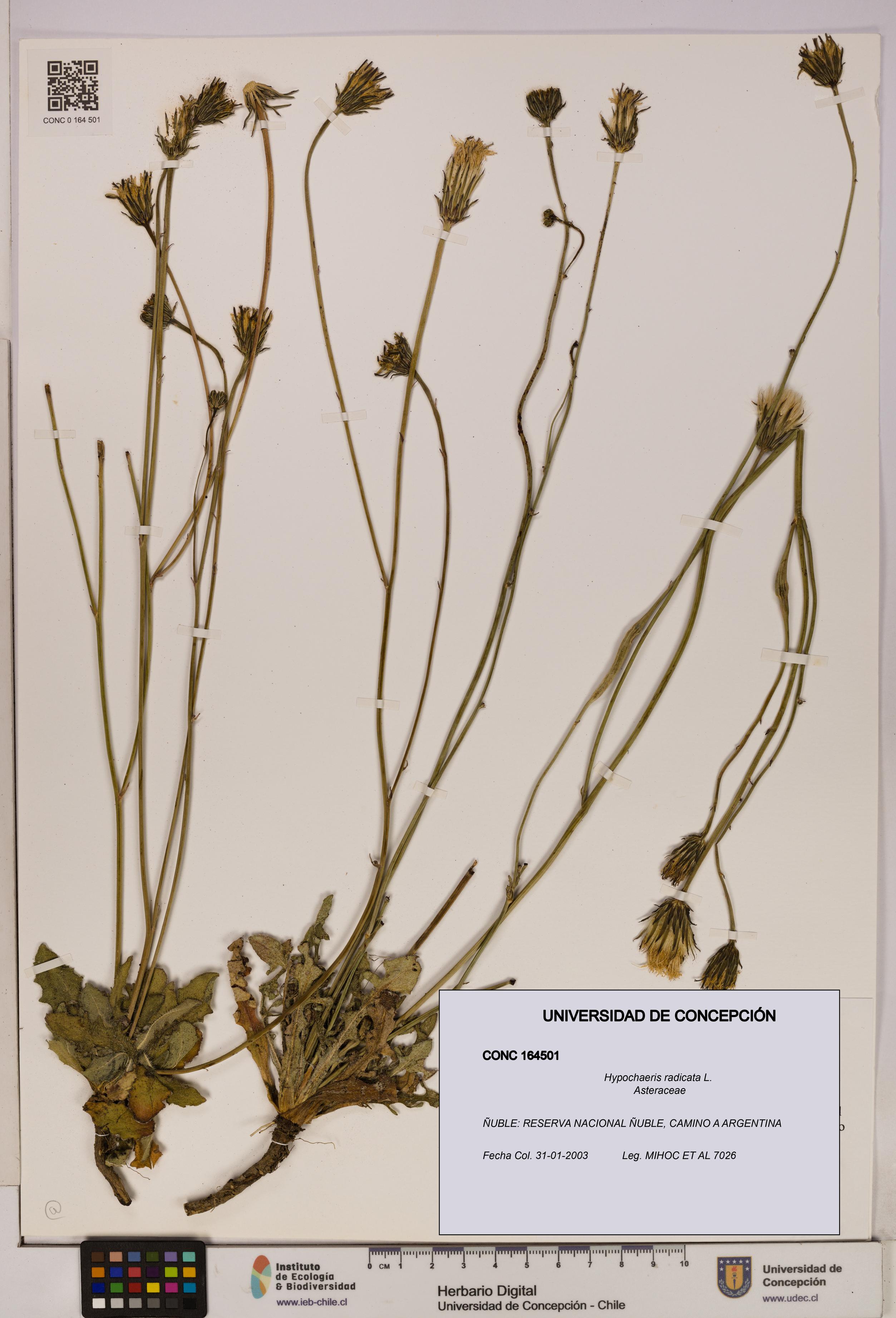 Hypochaeris radicata [Espécimen: UDEC:CONC:0164501]