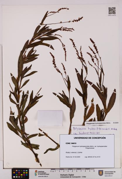 Polygonum hydropiperoides var. hydropiperoides [Espécimen: UDEC:CONC:0164513]