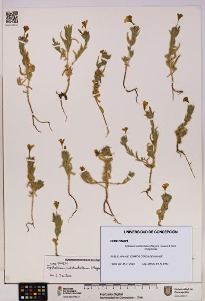 Epilobium subdentatum [Espécimen: UDEC:CONC:0164521]