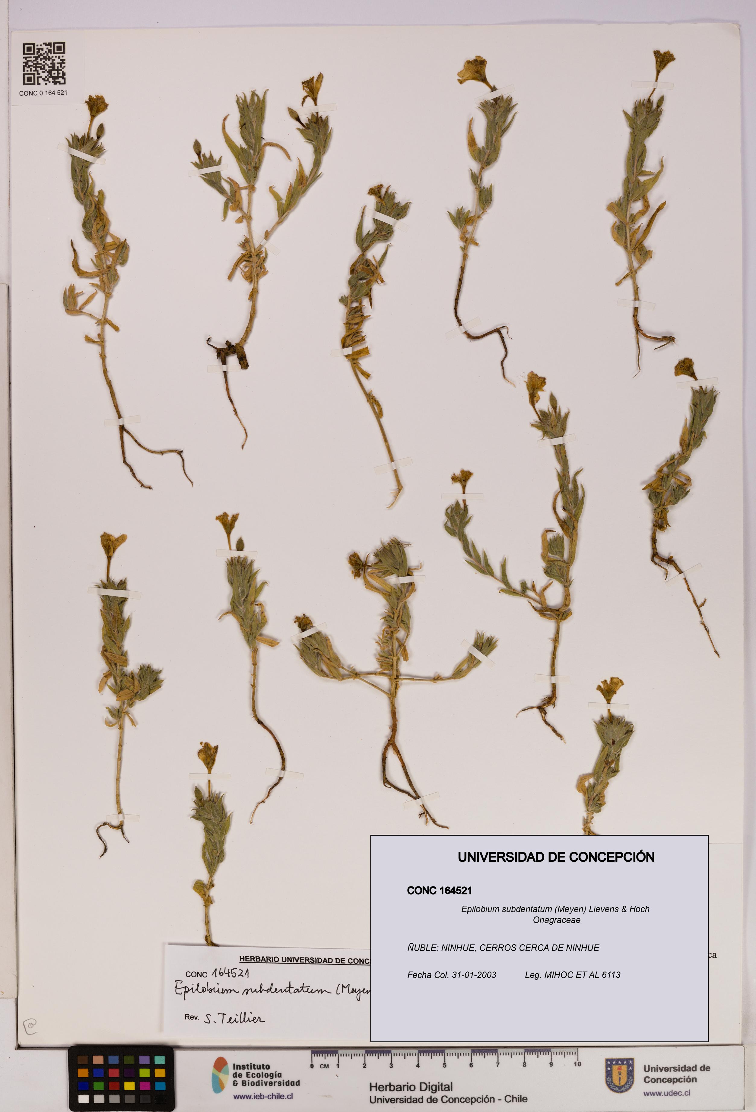 Epilobium subdentatum [Espécimen: UDEC:CONC:0164521]