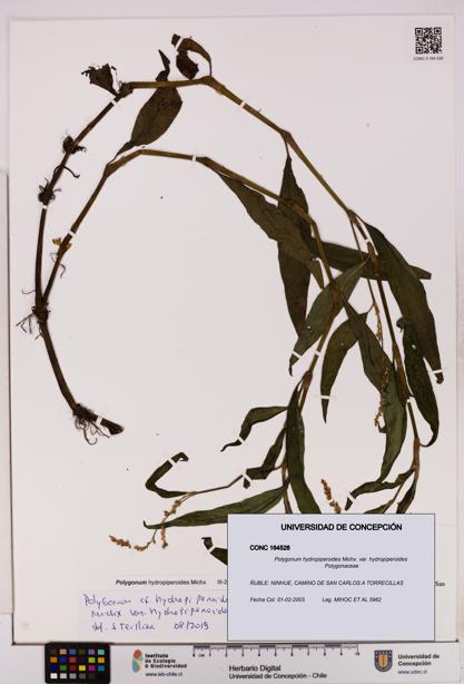Polygonum hydropiperoides var. hydropiperoides [Espécimen: UDEC:CONC:0164528]