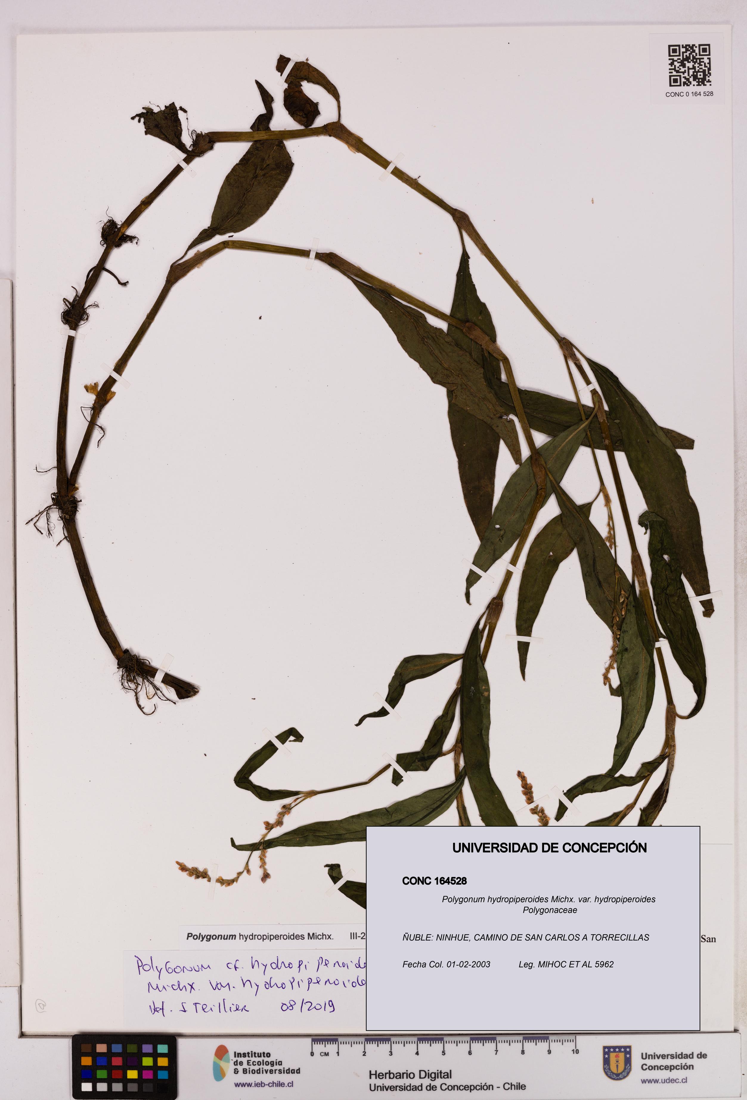 Polygonum hydropiperoides var. hydropiperoides [Espécimen: UDEC:CONC:0164528]