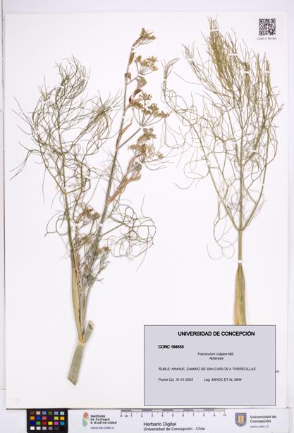 Foeniculum vulgare [Espécimen: ]