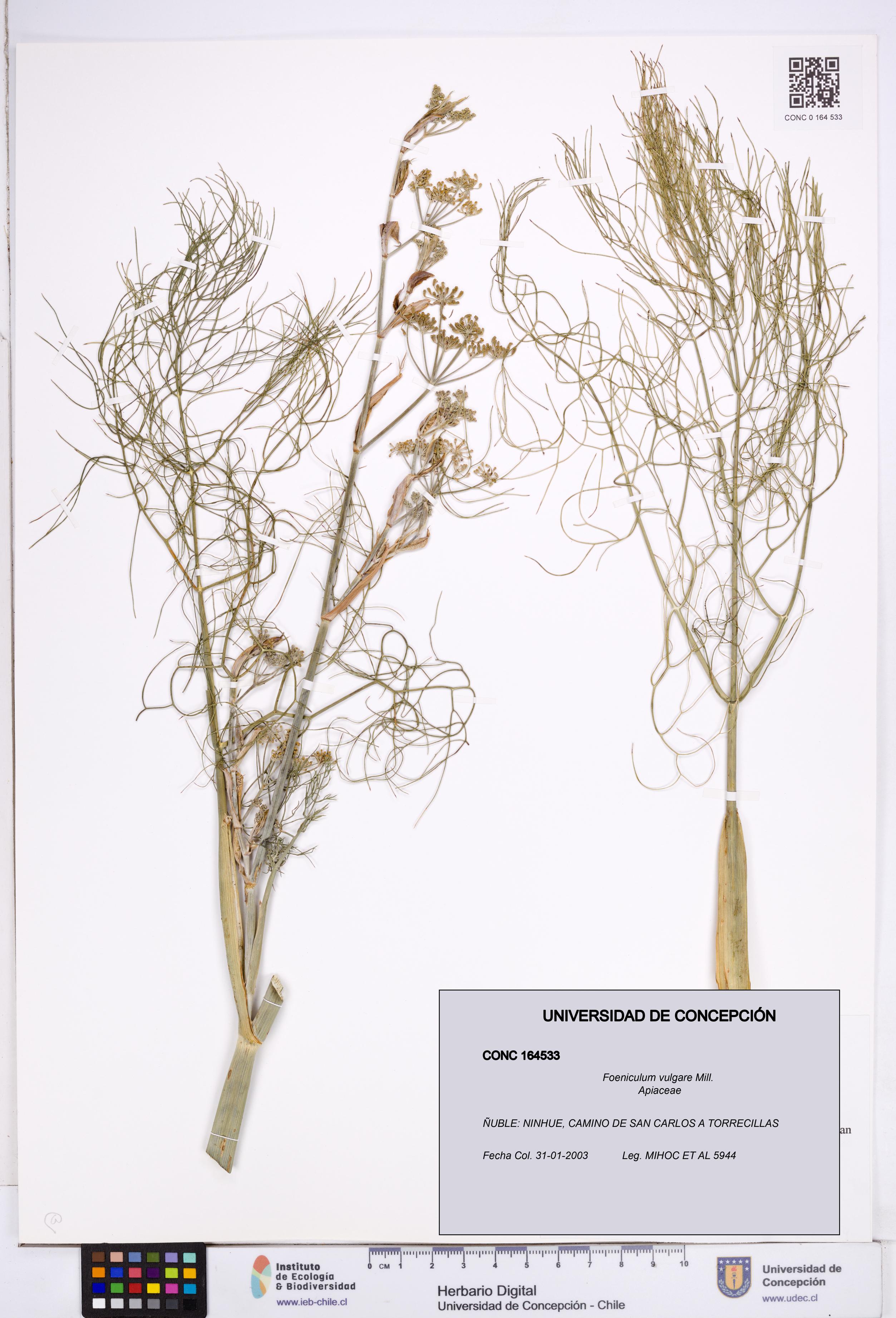 Foeniculum vulgare [Espécimen: ]