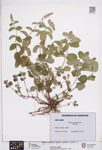 Mentha suaveolens [Espécimen: ]
