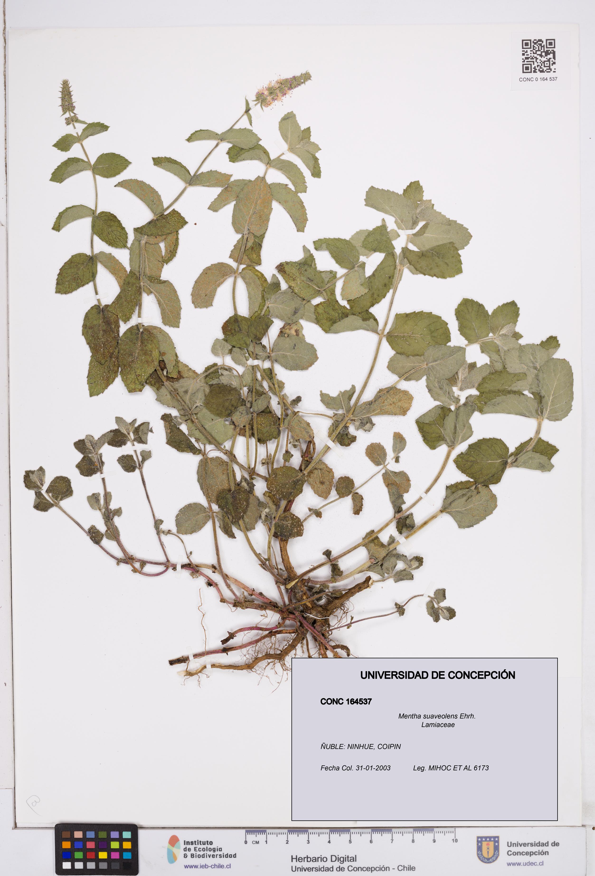 Mentha suaveolens [Espécimen: ]