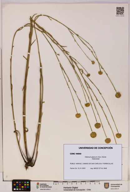 Helenium glaucum [Espécimen: UDEC:CONC:0164543]