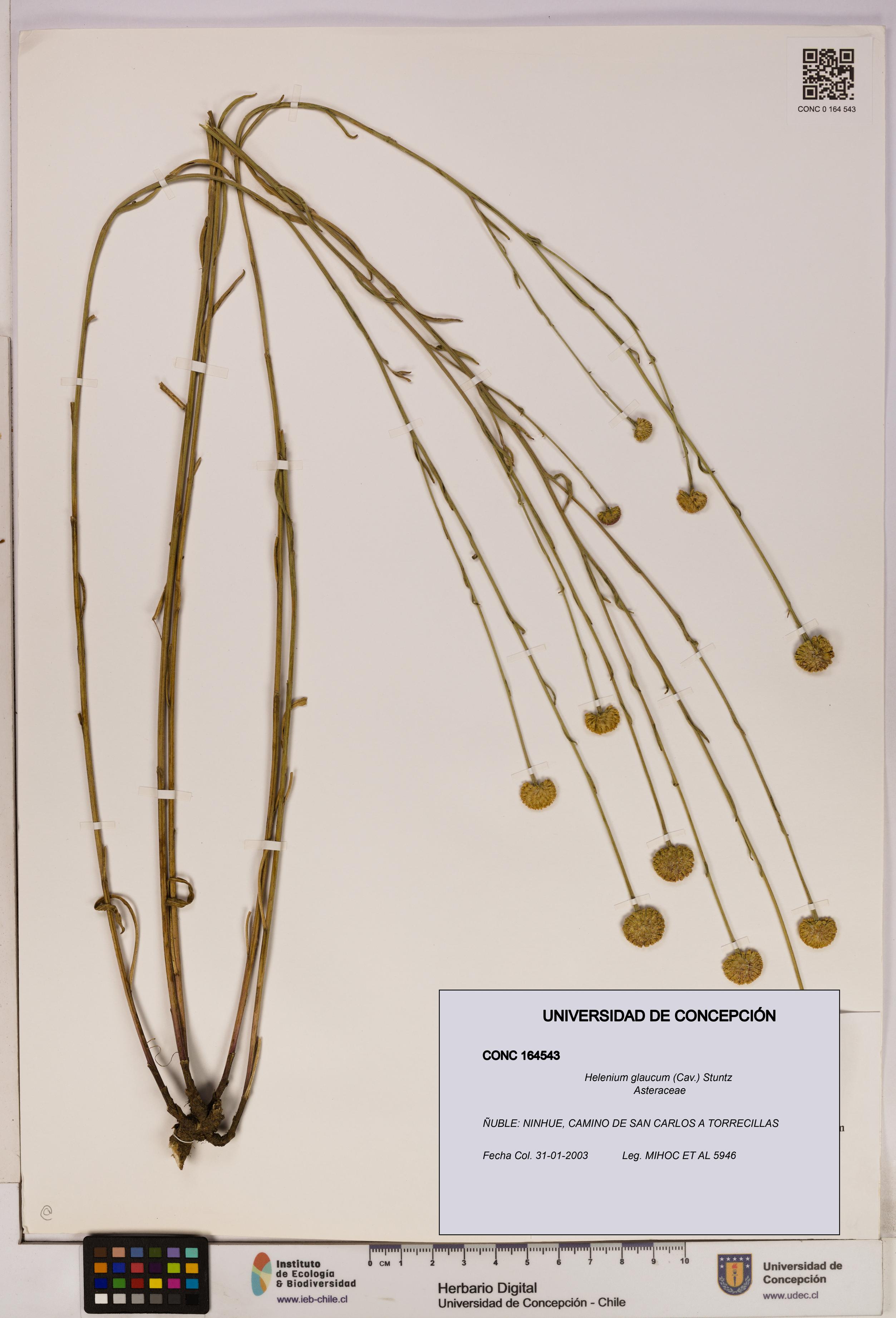 Helenium glaucum [Espécimen: UDEC:CONC:0164543]