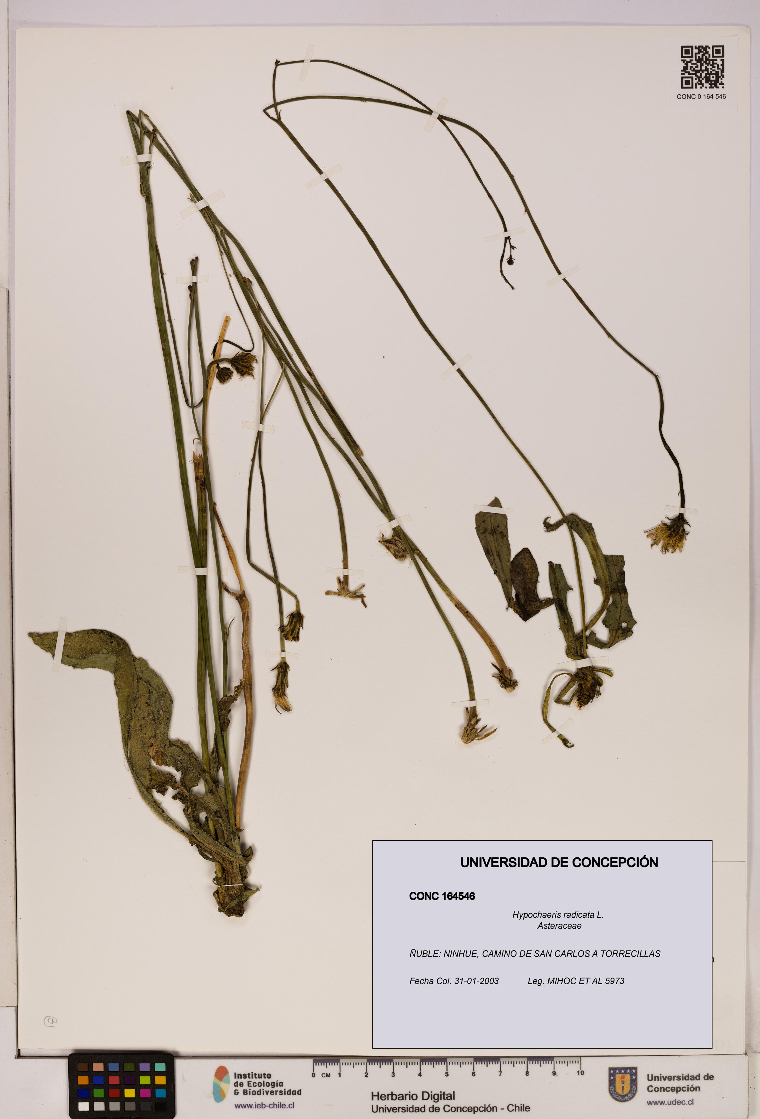 Hypochaeris radicata [Espécimen: UDEC:CONC:0164546]