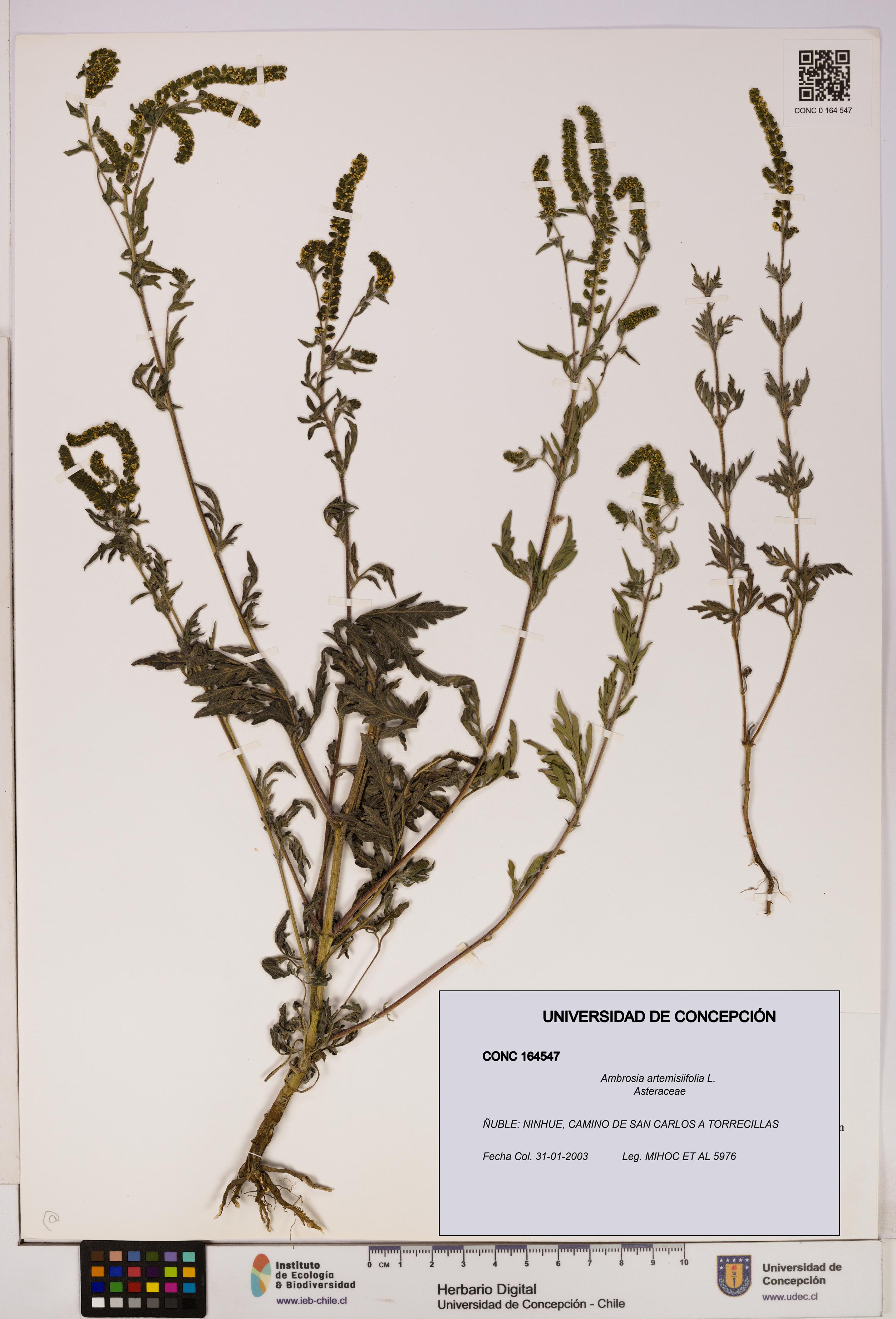 Ambrosia artemisiifolia [Espécimen: UDEC:CONC:0164547]