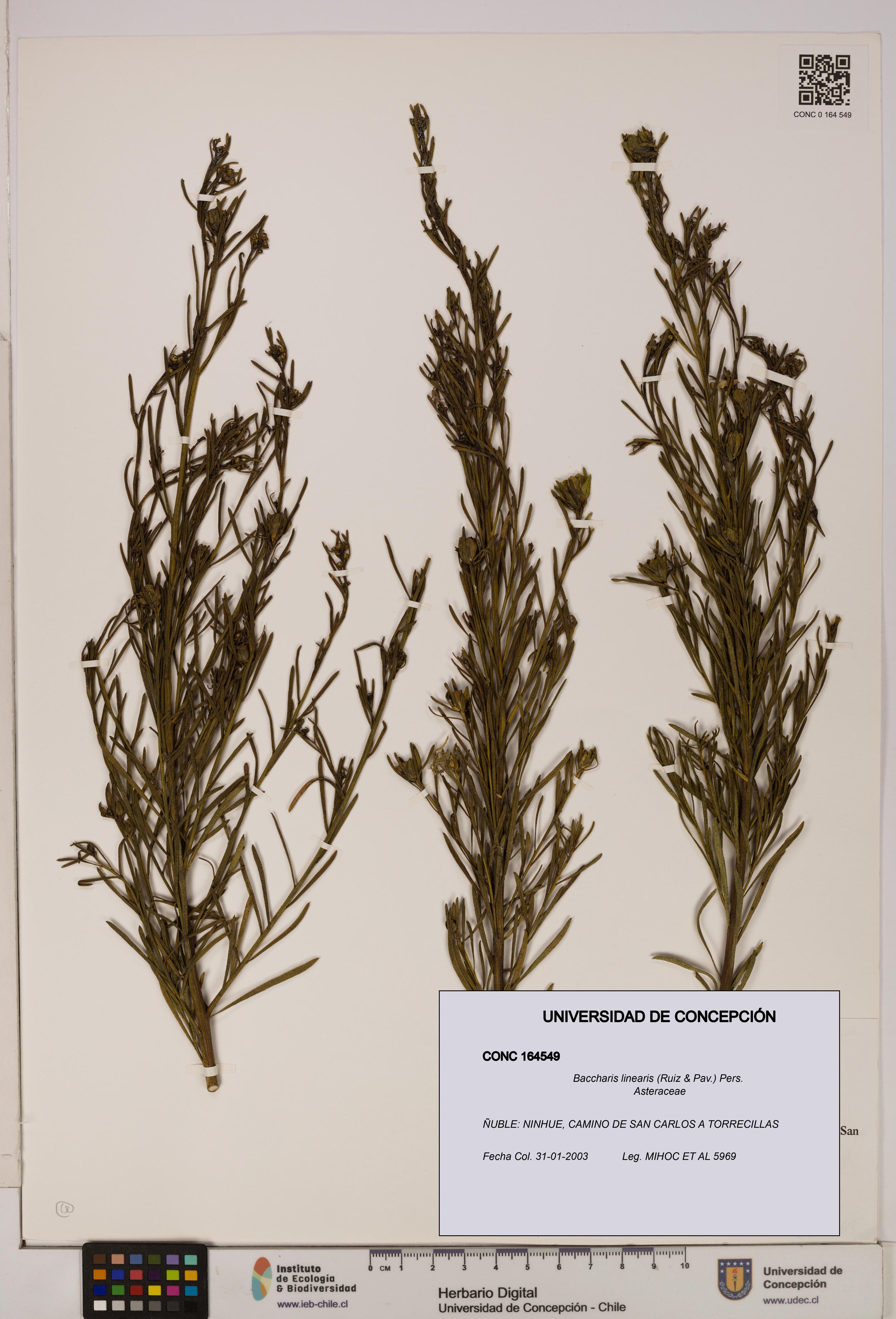 Baccharis linearis [Espécimen: UDEC:CONC:0164549]