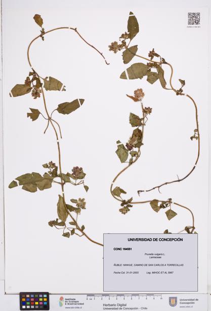 Prunella vulgaris [Espécimen: ]