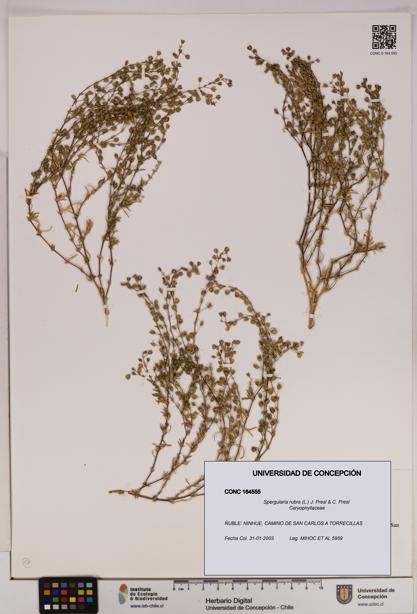 Spergularia rubra [Espécimen: UDEC:CONC:0164555]